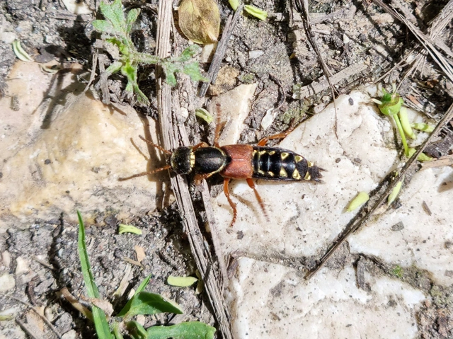 Staphylinus caesareus - aranysujtásos holyva