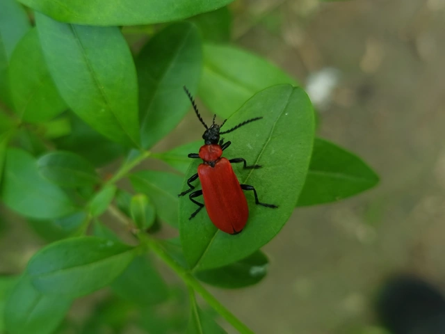 Pyrochroa coccinea - nagy bíborbogár