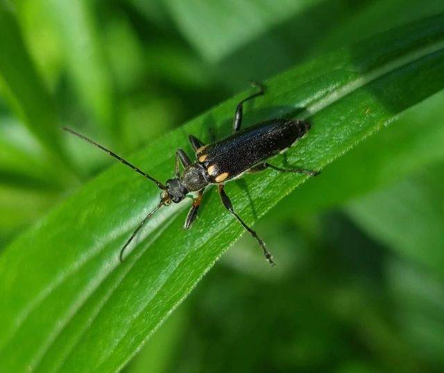 Cortodera humeralis - négyfoltos cserjecincér
