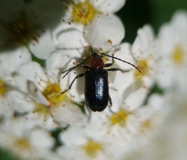 Dinoptera collaris - vörösnyakú virágcincér