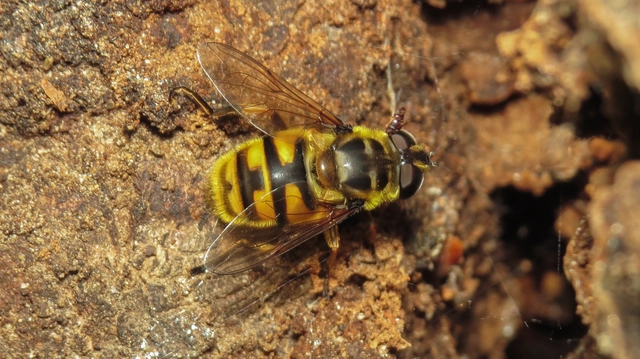 Myathropa florea - halálfejes odúlégy