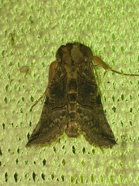 Abrostola tripartita - szürkeövű csalánbagoly