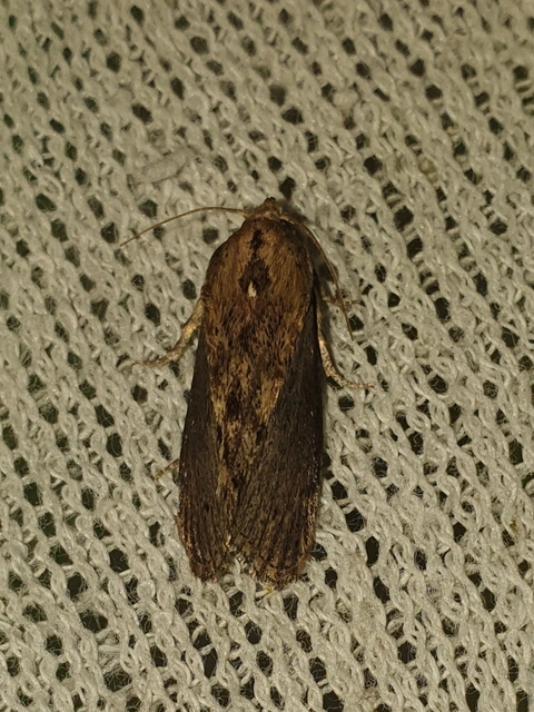Galleria mellonella - nagy viaszmoly