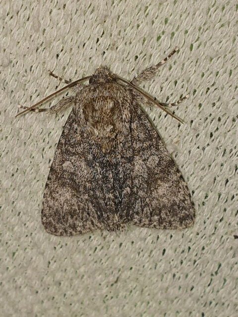 Acronicta megacephala - nagyfejű szigonyosbagoly