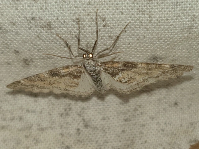 Lobophora halterata - szárnyfüggelékes araszoló