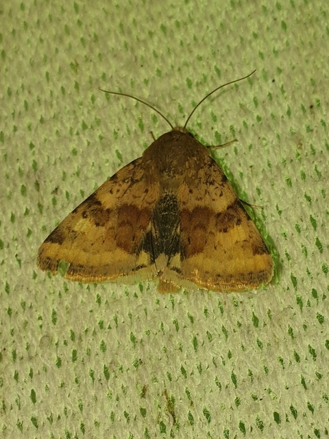Heliothis viriplaca - mácsonyabagoly
