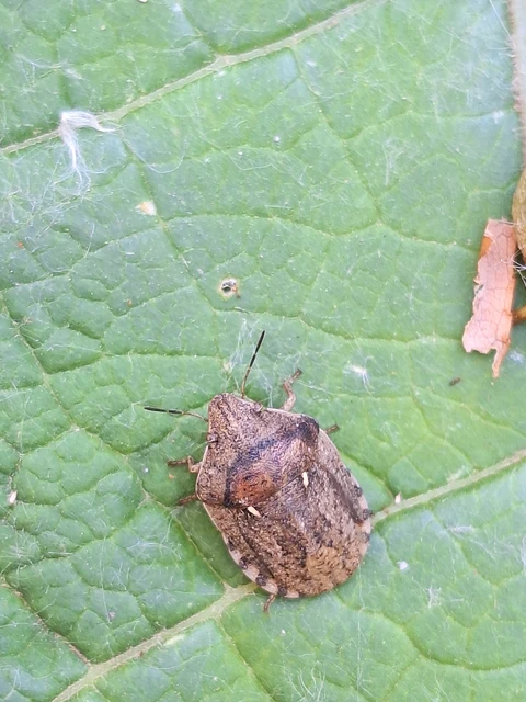 Eurygaster