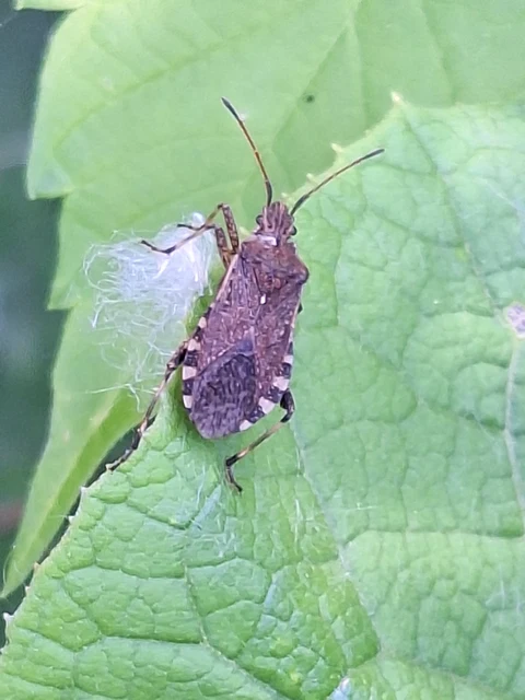 Ceraleptus gracilicornis - tüskéslábú karimáspoloska