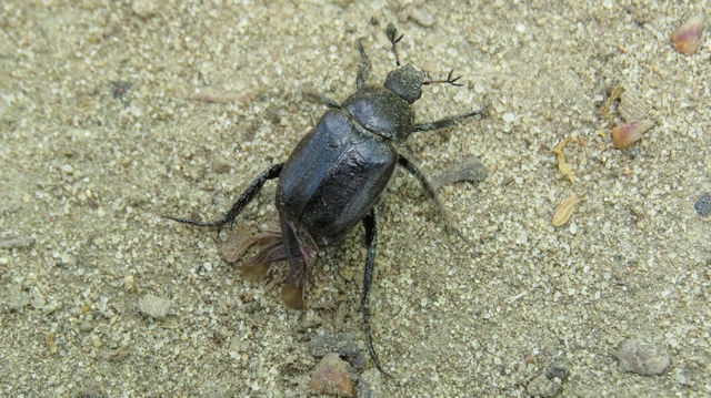 Hoplia praticola - réti virágcserebogár