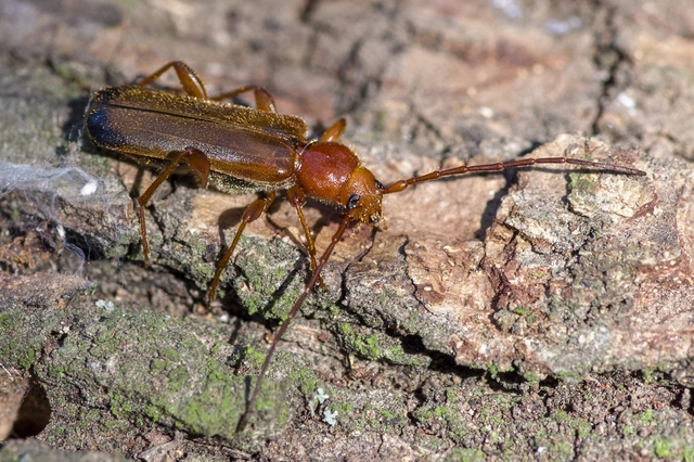 Phymatodes testaceus - változékony korongcincér Phymatodes testaceus - változékony korongcincér