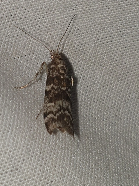 Dioryctria