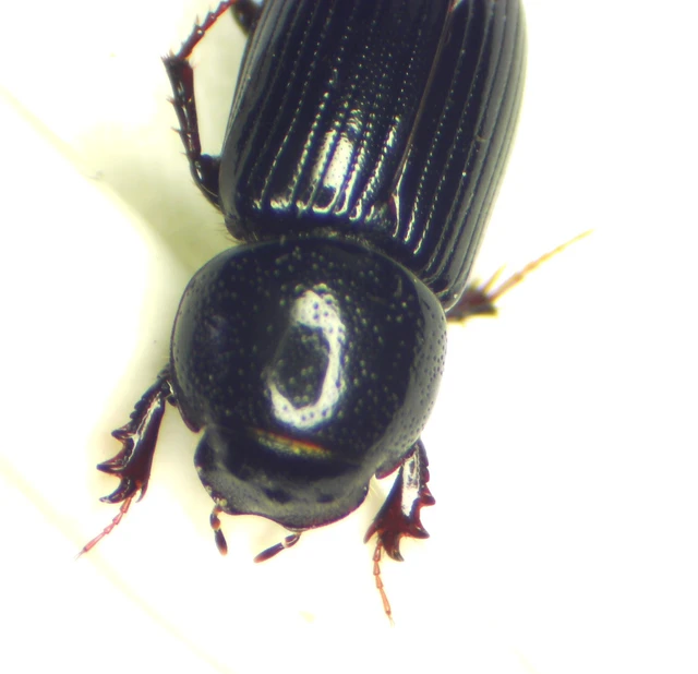 Aphodius varians - változékony trágyabogár