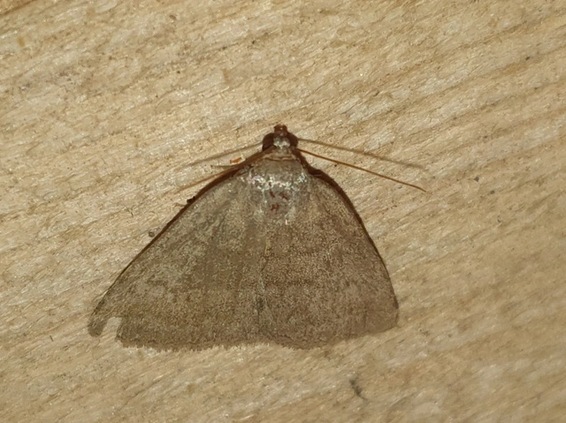 Acosmetia caliginosa - imolabagoly