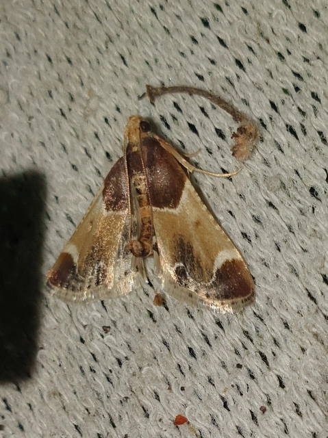 Pyralis farinalis - lisztilonca
