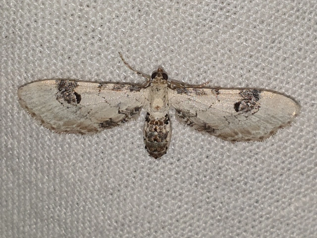 Eupithecia centaureata - búzavirág-törpearaszoló