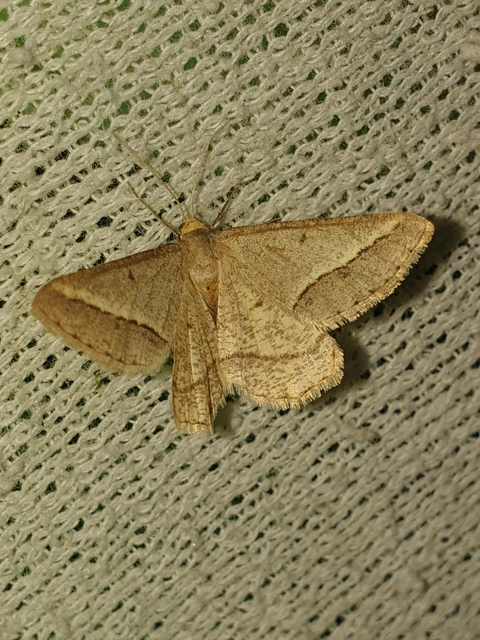 Tephrina arenacearia - lucerna-araszoló
