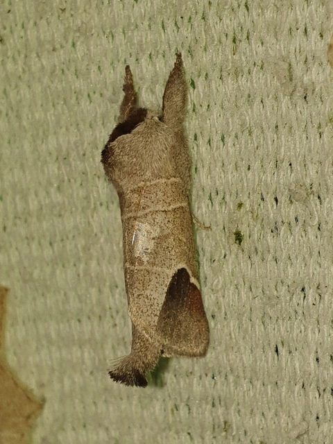 Clostera curtula - rövidszárnyú levélszövő