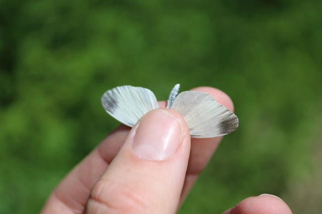 Leptidea sinapis - mustárlepke