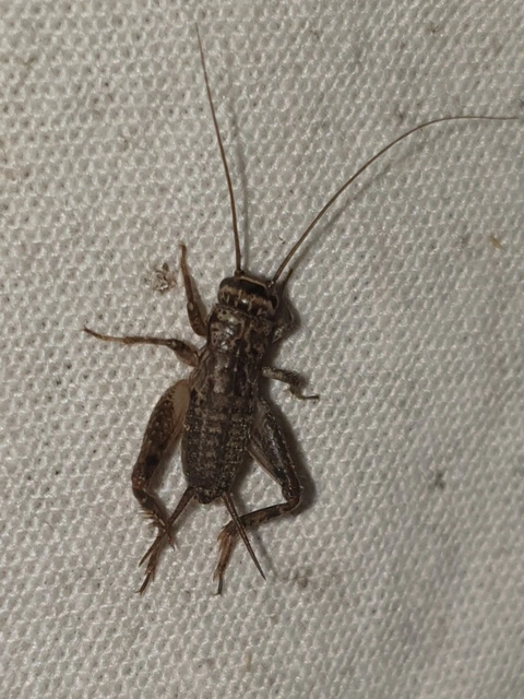 Eumodicogryllus bordigalensis - bordói tücsök
