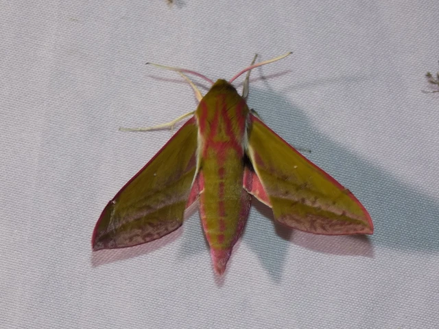 Deilephila elpenor - szőlőszender