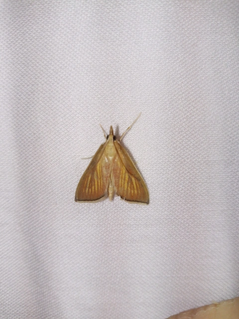 Nascia cilialis - sásrágó tűzmoly