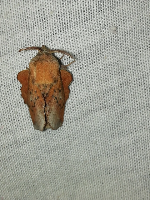 Phyllodesma tremulifolia - nyárlevélpohók
