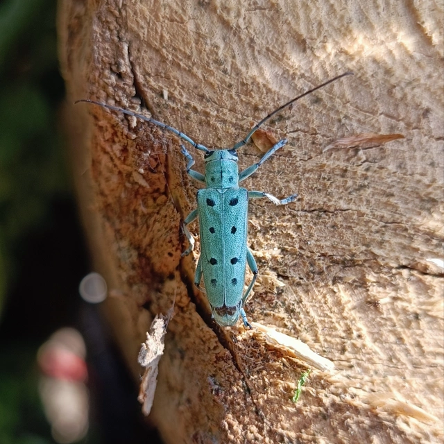 Saperda octopunctata - nyolcpontos cincér