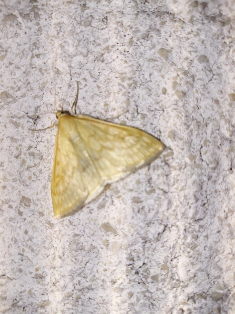 Sitochroa verticalis - világossárga dudvamoly