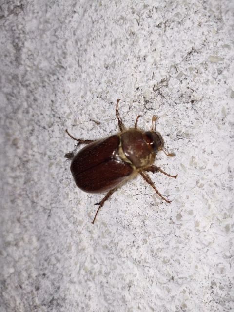 Holochelus aequinoctialis - tavaszeleji cserebogár