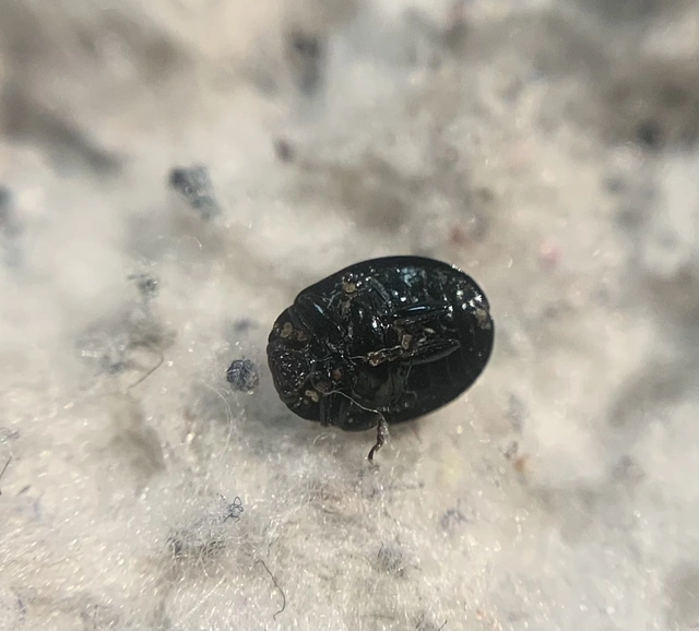 Plagiodera versicolora - törpe fűzlevelész