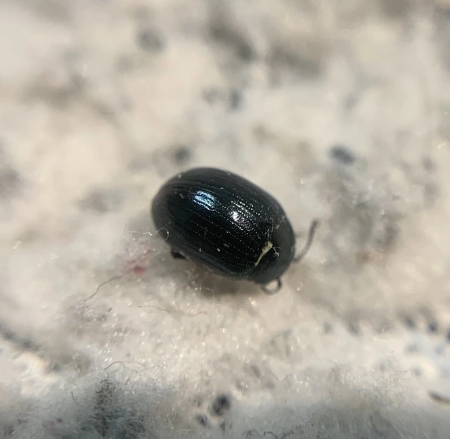 Phaedon cochleariae - vízitorma levélbogár Phaedon cochleariae - vízitorma levélbogár