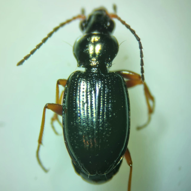 Bembidion dalmatinum - dalmát gyorsfutó
