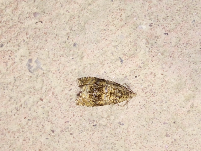 Celypha lacunana - vízparti tükrösmoly