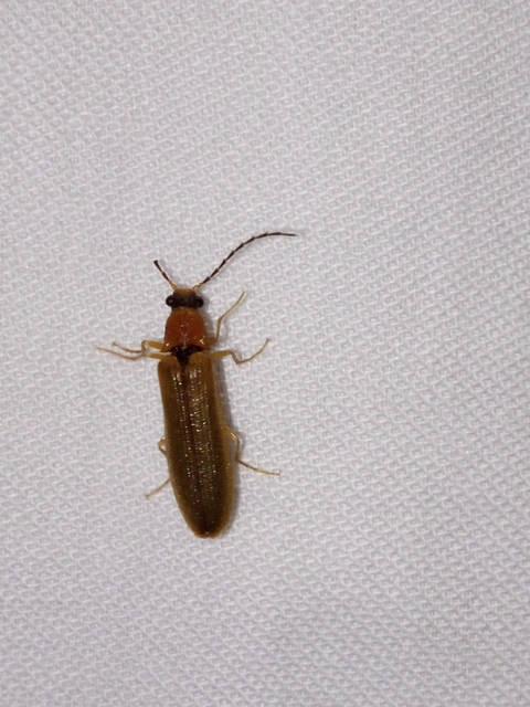 Denticollis linearis - dülledtszemű pattanó