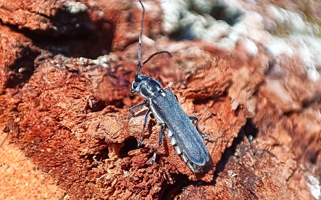 Stenostola ferrea - ólomszürke hársfacincér