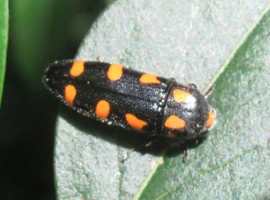 Ptosima undecimmaculata - sárgafoltos díszbogár