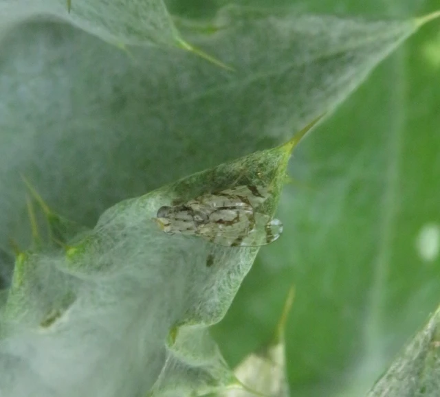 Tephritidae - fúrólégyfélék