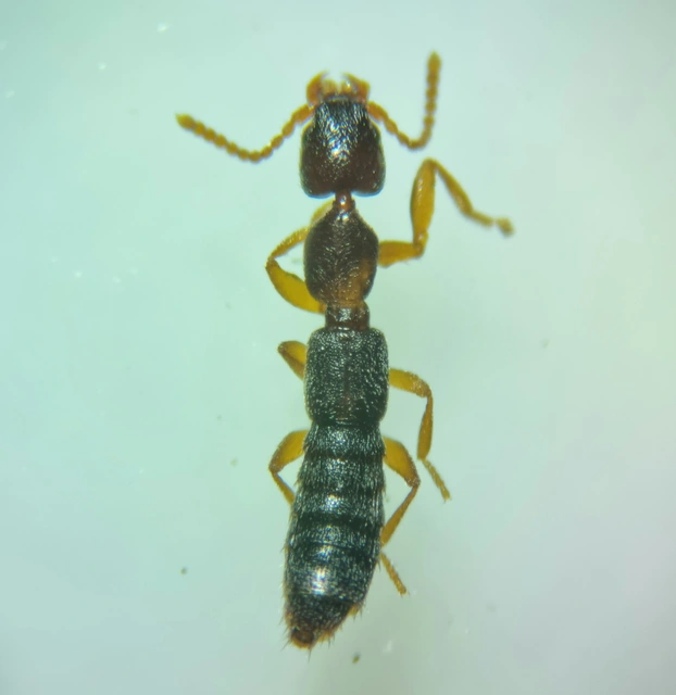Scopaeus laevigatus - közönséges turzásholyva