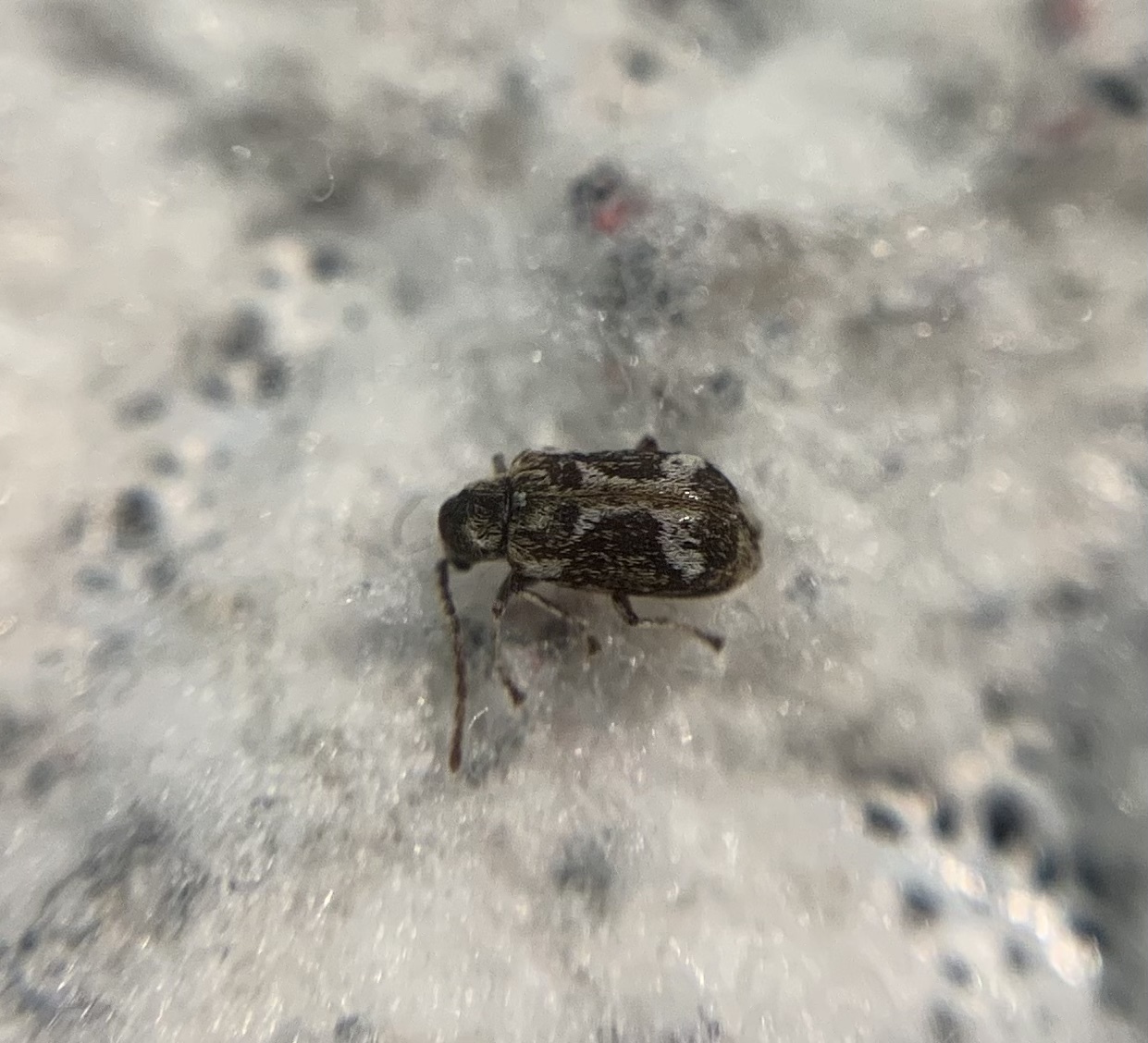 Ptinomorphus regalis - rajzos álszú