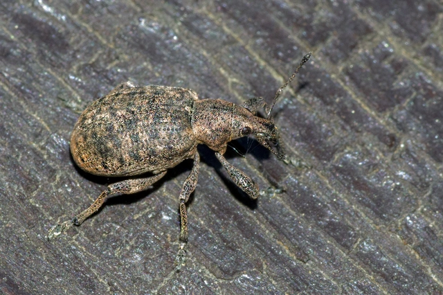 Liophloeus tessulatus - kockás barabolyormányos