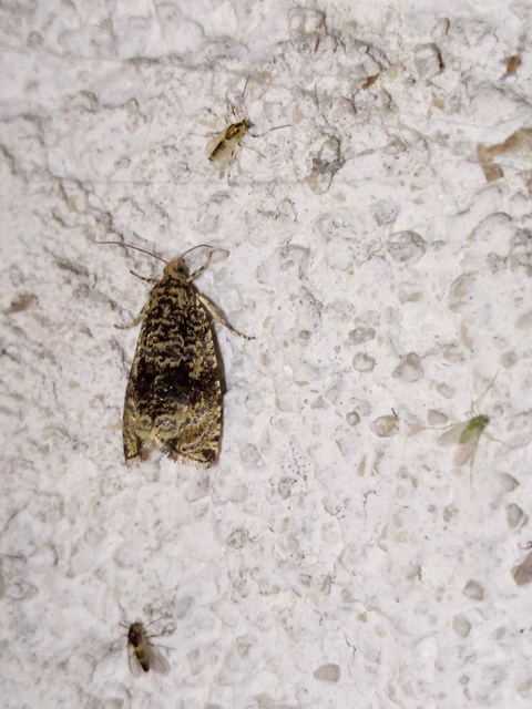 Celypha lacunana - vízparti tükrösmoly