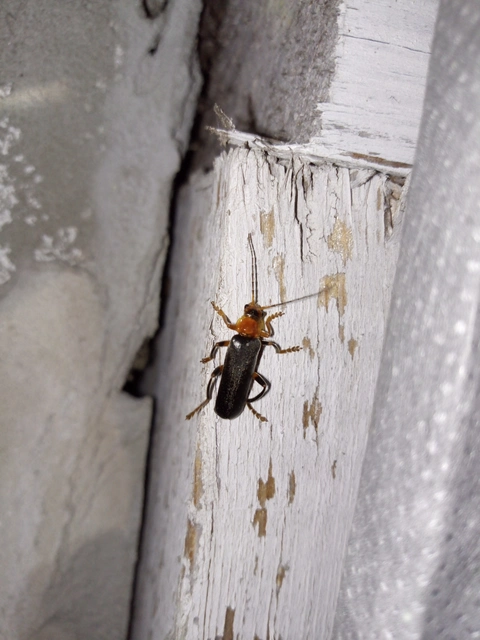 Cantharis livida - mezei lágybogár