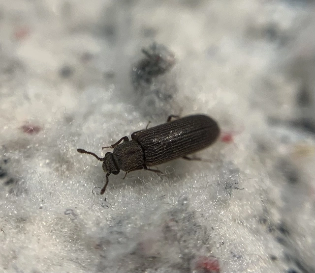 Lyctus linearis - közönséges falisztbogár
