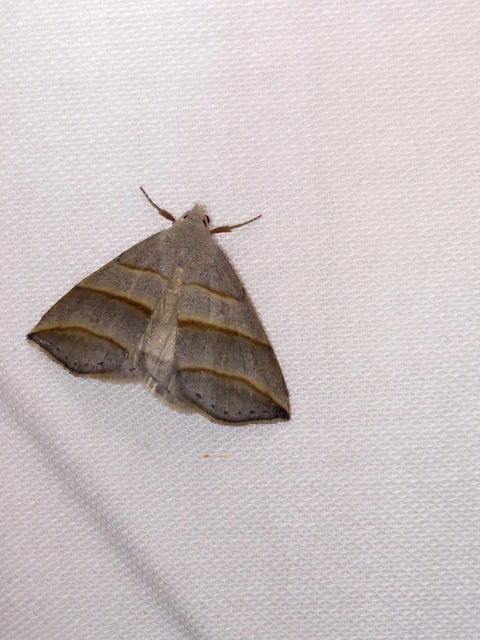 Colobochyla salicalis - háromsávos törpebagoly