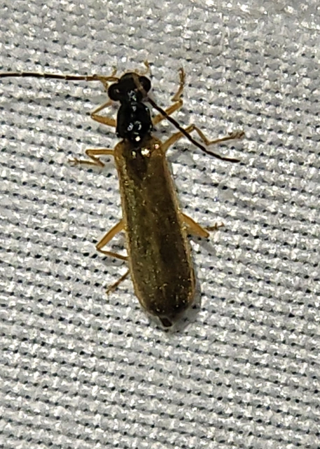 Rhagonycha lignosa - cserjés-lágybogár