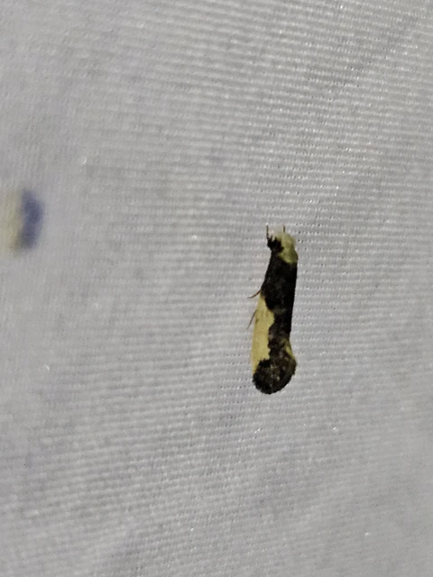 Monopis monachella - apácamoly