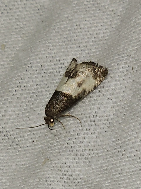 Notocelia cynosbatella - rózsahajtás-tükrösmoly