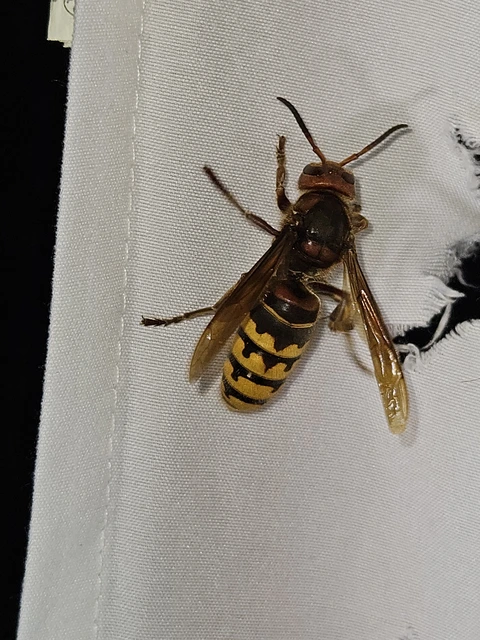 Vespa crabro - lódarázs