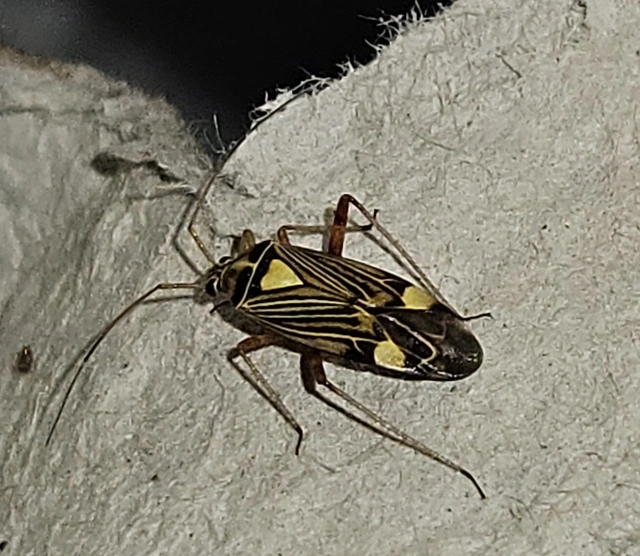 Rhabdomiris striatellus - zebra-mezeipoloska