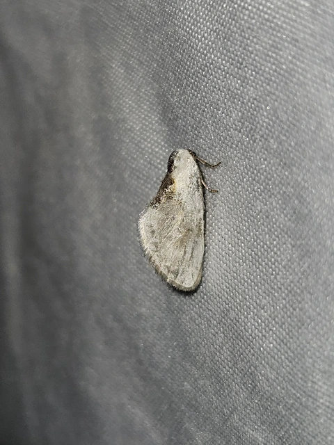 Cilix glaucata - törpe sarlósszövő